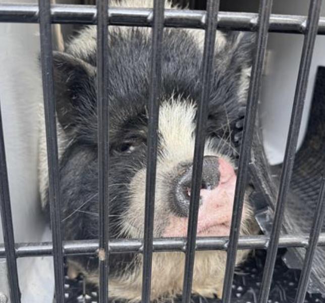 Potbelly Pig found Pasadena Humane