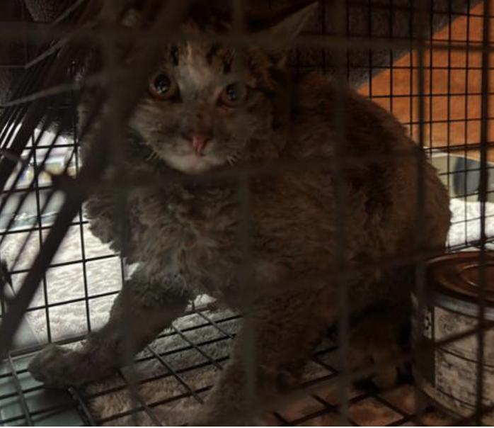 Dog found Pasadena Humane