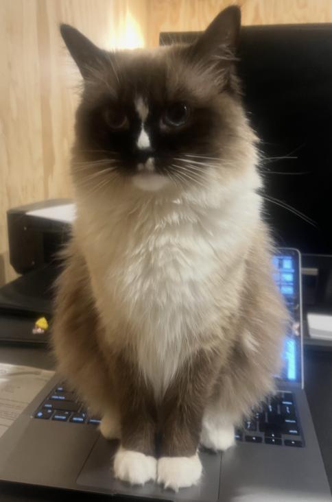 Cat lost Palisades Drive and Santa Ynez Rd