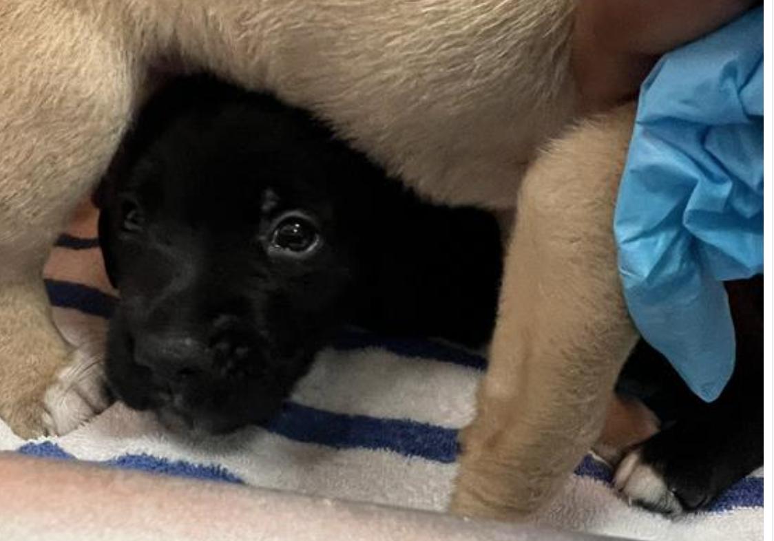 Dog found Pasadena Humane