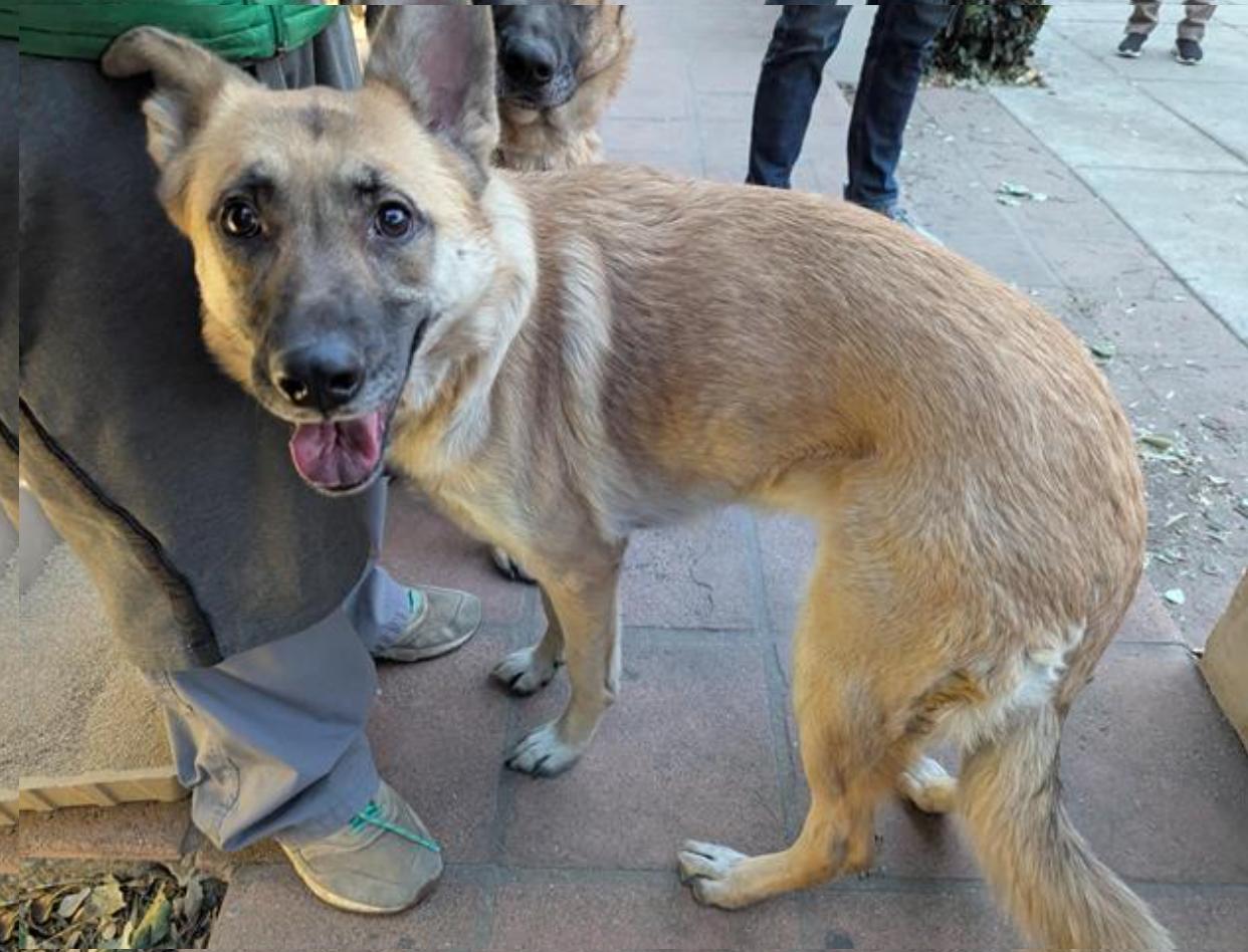 Dog found Pasadena Humane