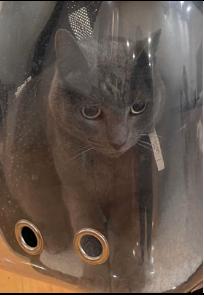 Cat lost Off Swarthmore near elementary school