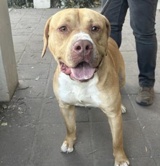 Dog found Pasadena Humane