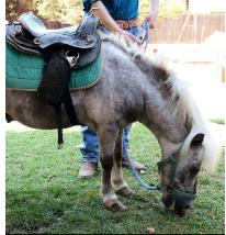 Horse lost 2821 Santa Rosa Avenue, Altadena