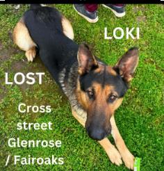 Dog lost Glenrose and Fair Oaks