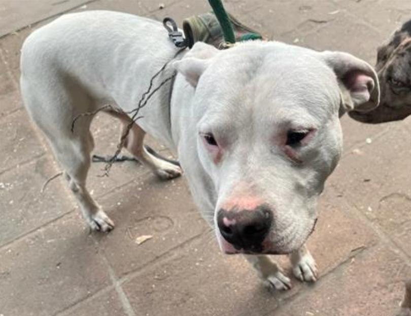 Dog found Pasadena Humane