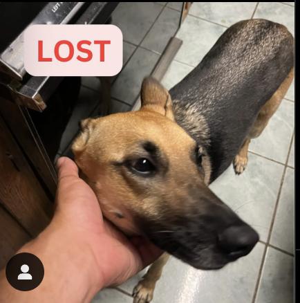 Dog lost Fair Oaks and Glenrose, lived on Pine.