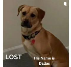 Dog lost Ran away 1/11 5:30 PM, ran southbound on S El Molino Ave from California Blvd