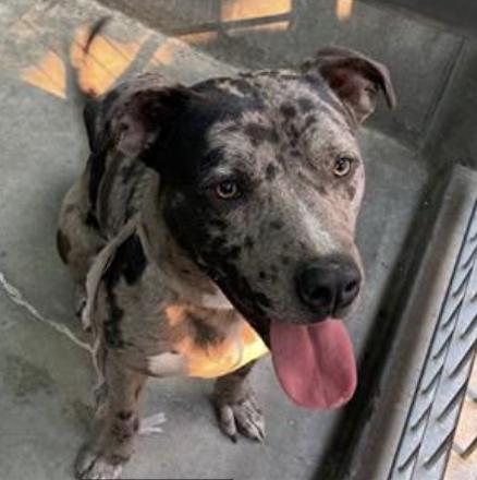 Dog found Pasadena Humane