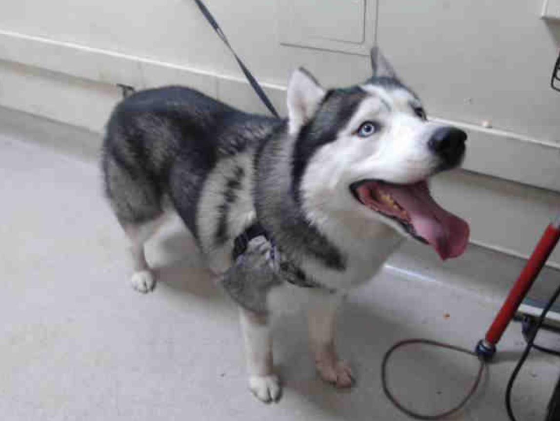 Dog found Pasadena Humane