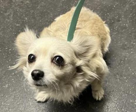 Dog found Pasadena Humane