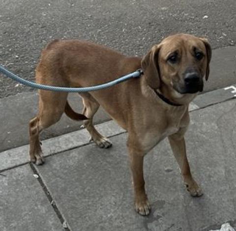 Dog found Pasadena Humane