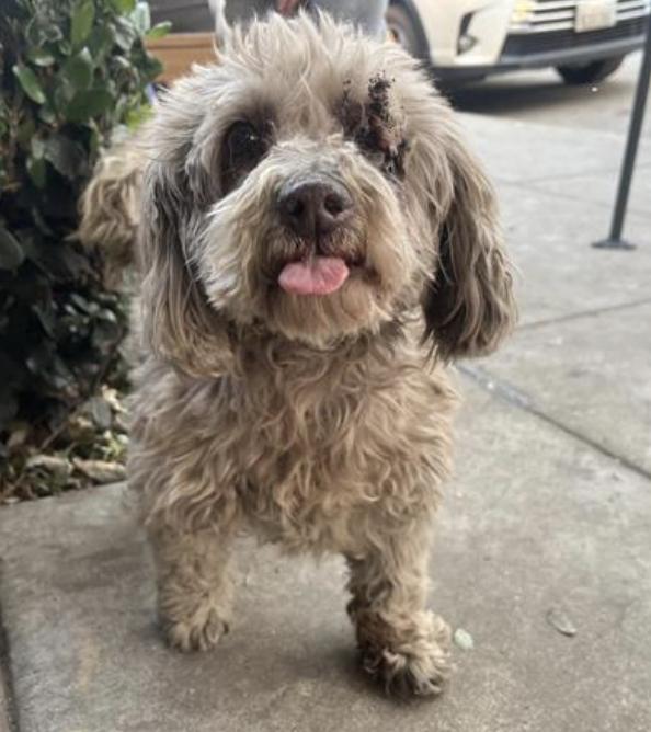 Dog found Pasadena Humane