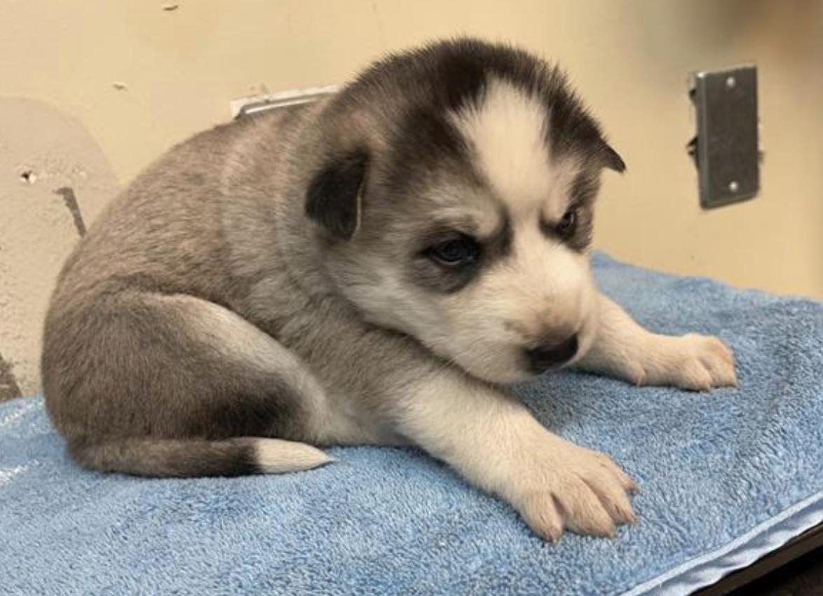 Dog found Pasadena Humane