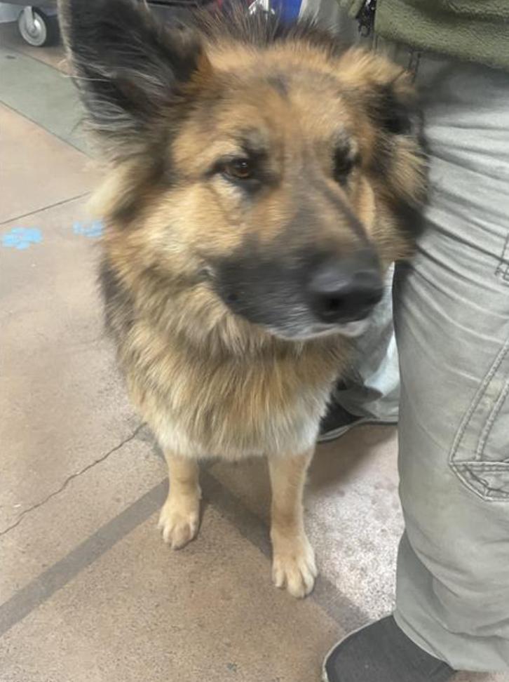 Dog found  Los Angeles Animal Services - East Valley Shelter