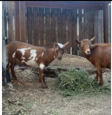 Goats lost 2821 Santa Rosa Avenue, Altadena