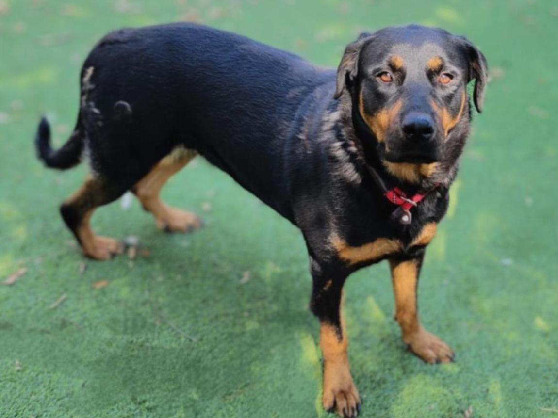 Dog found  Los Angeles Animal Services - East Valley Shelter