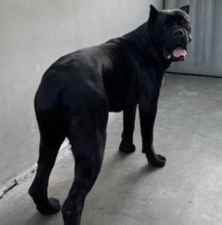 Dog found Pasadena Humane