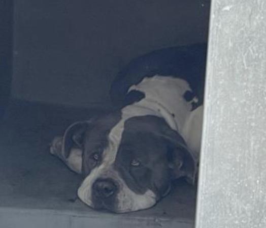 Dog found Pasadena Humane