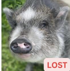 Pig lost N Marengo Ave / Deodara Dr, Alta Dena