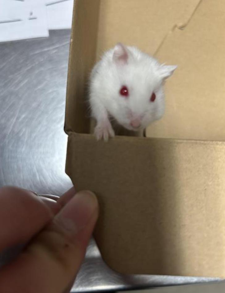 Rodent found  Los Angeles Animal Services - East Valley Shelter