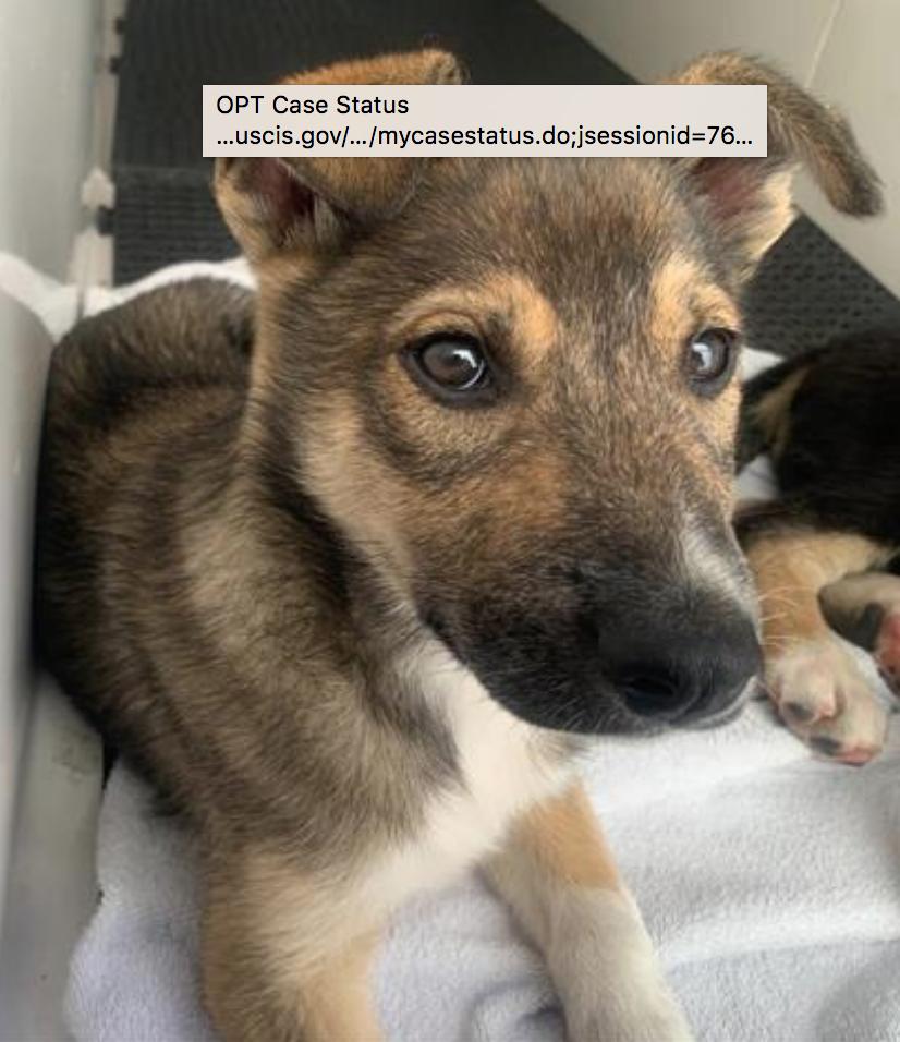 Dog found Pasadena Humane