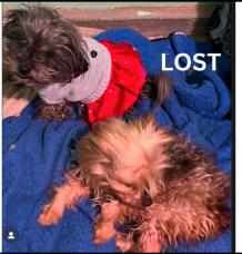 Dog lost Altadena and Lincoln