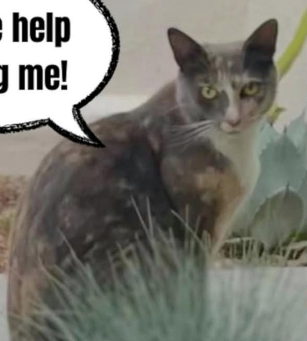 Cat lost West Terrace Street corner of Olive Street