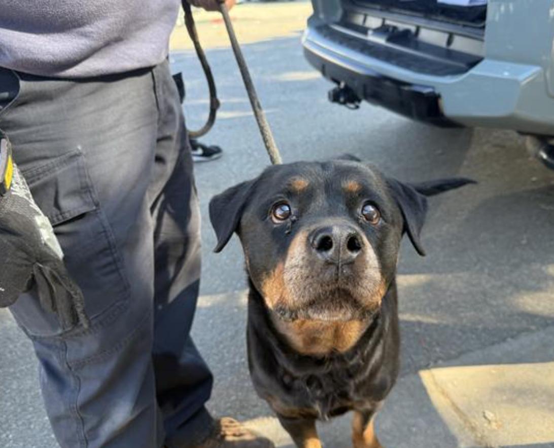 Dog found Pasadena Humane