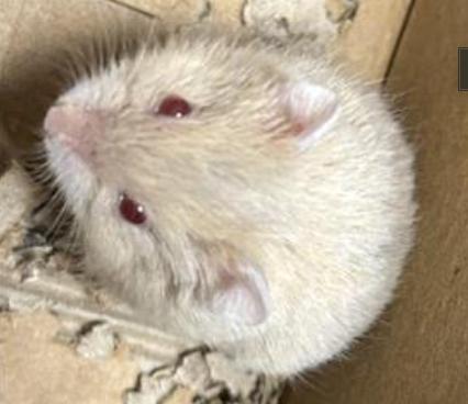 Rodent found  Los Angeles Animal Services - East Valley Shelter
