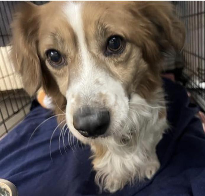 Dog found Pasadena Humane