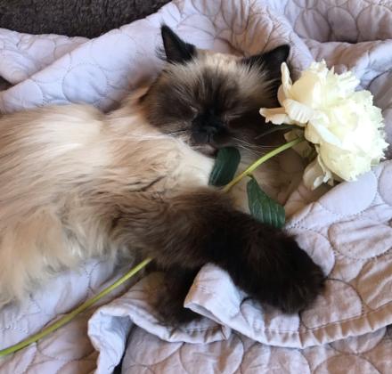 Cat lost Lake Shrine, 90272