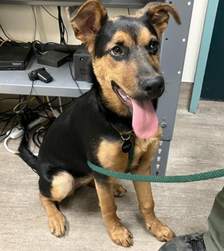 Dog found Pasadena Humane