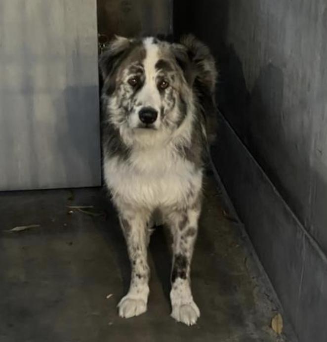 Dog found Pasadena Humane