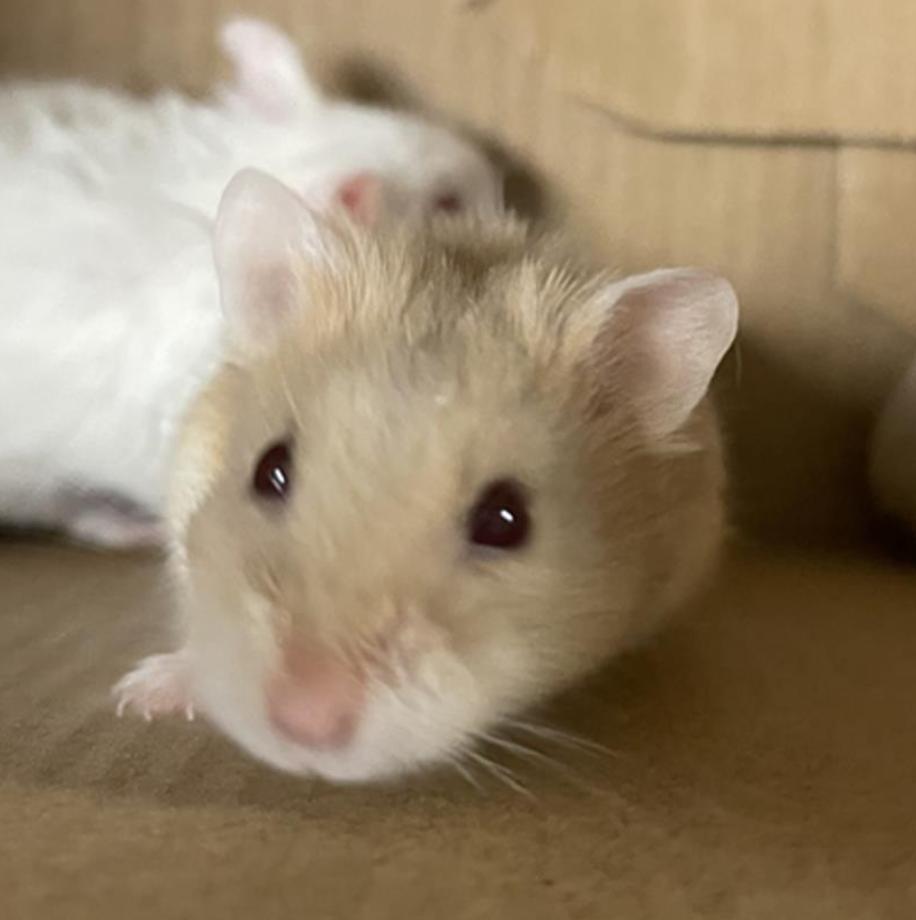 Rodent found  Los Angeles Animal Services - East Valley Shelter