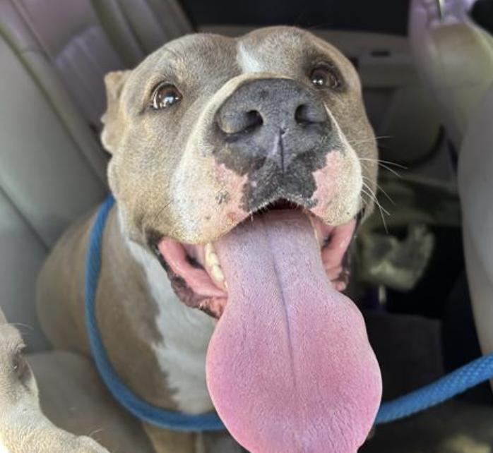 Dog found Pasadena Humane