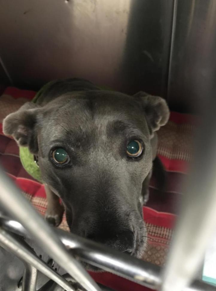 Dog found Los Angeles Animal Services - West Los Angeles Shelter