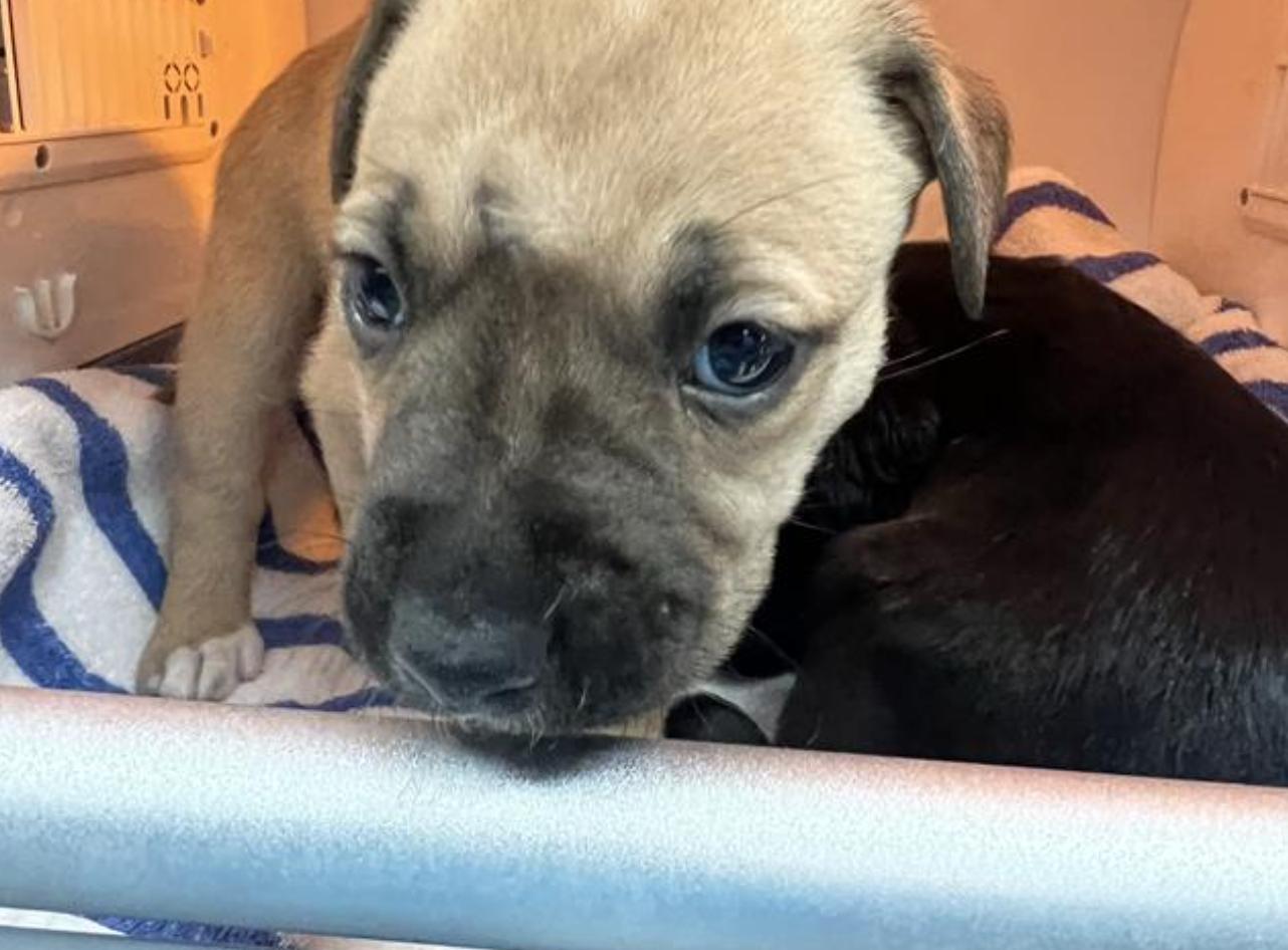 Dog found Pasadena Humane