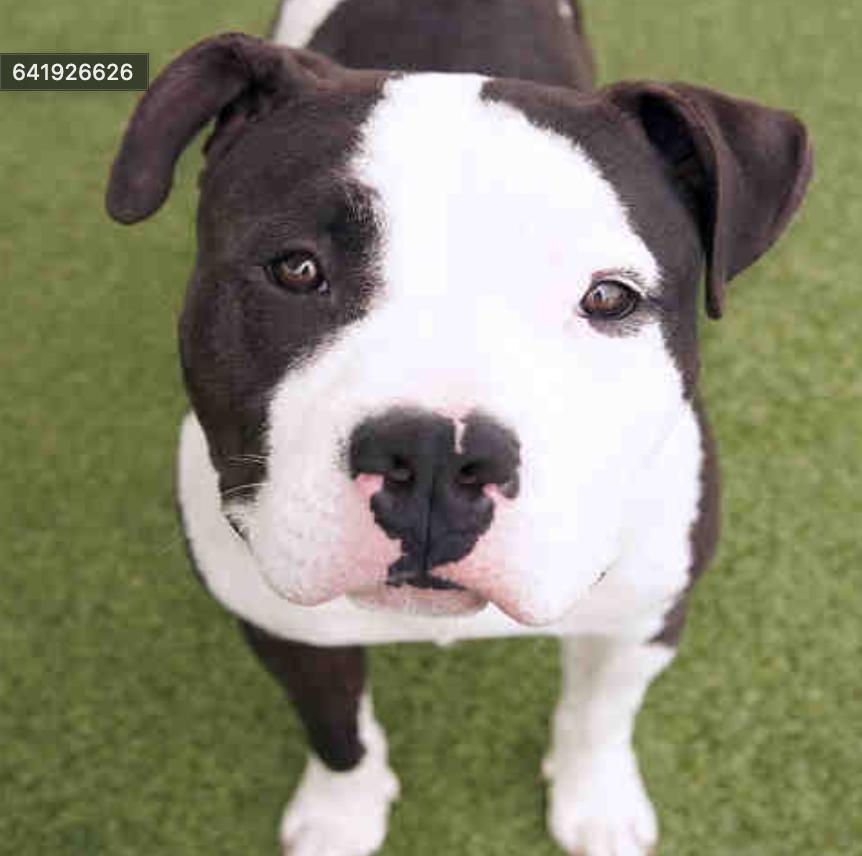 Dog found Santa Monica Animal Shelter