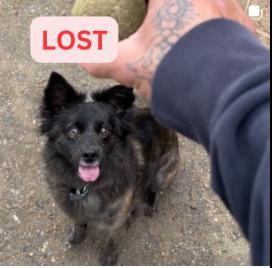 Dog lost 2600 E Alice St.