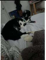 Cat lost Pacific Palisades