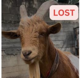 Goats lost Village Play garden, Altadena near Cobb Estate