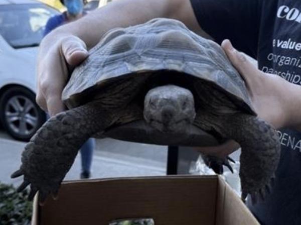Tortise found Pasadena Humane