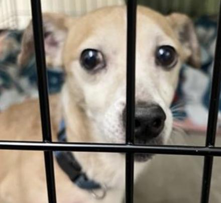 Dog found Pasadena Humane