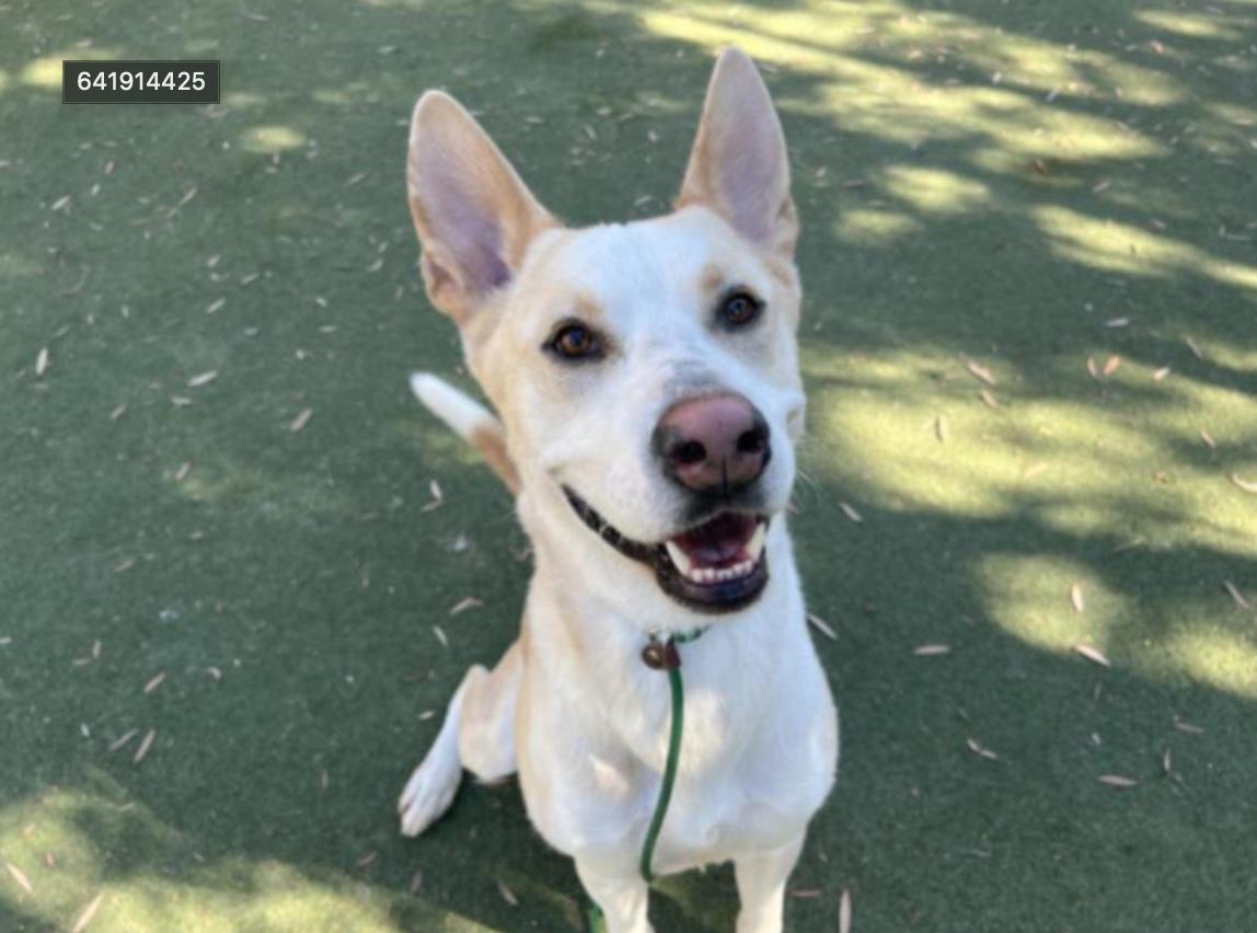 Dog found Los Angeles Animal Services - West Los Angeles Shelter