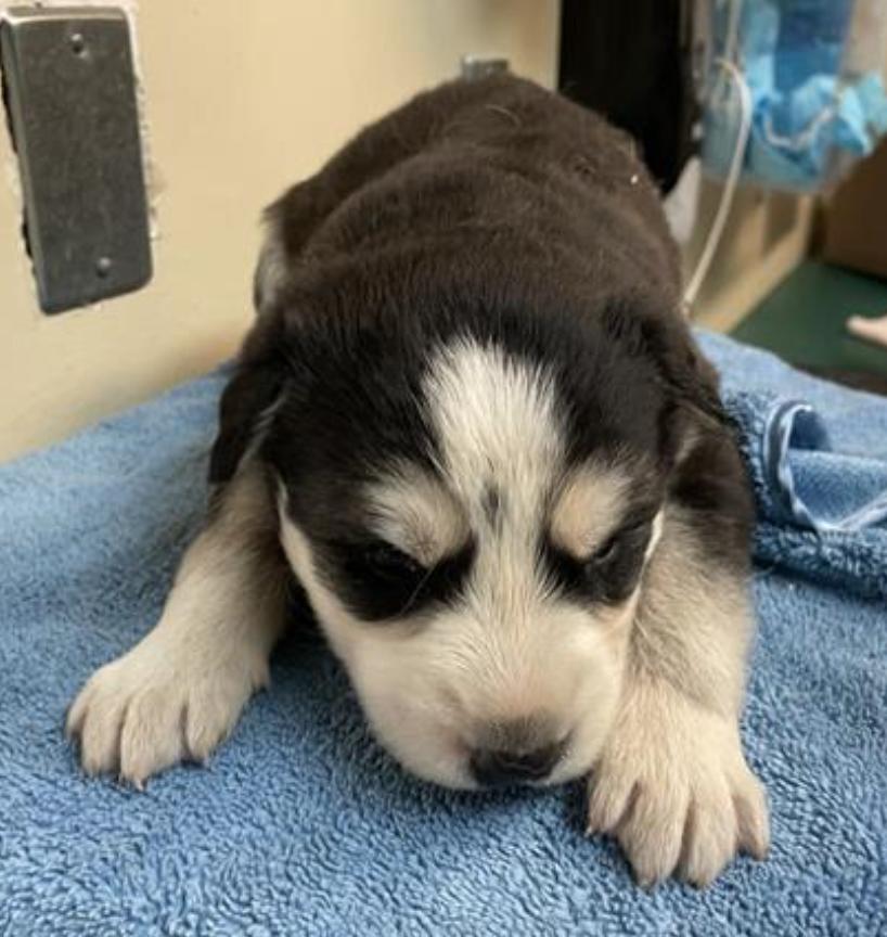 Dog found Pasadena Humane