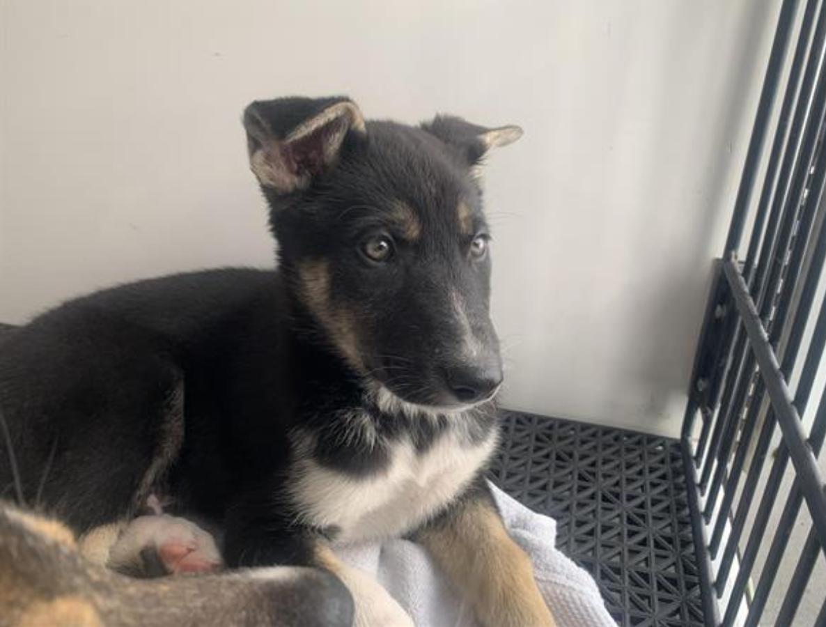 Dog found Pasadena Humane