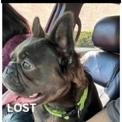 Dog lost Altadena