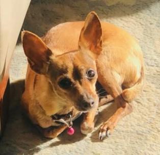 Dog lost Near Colorado Blvd & Figueroa