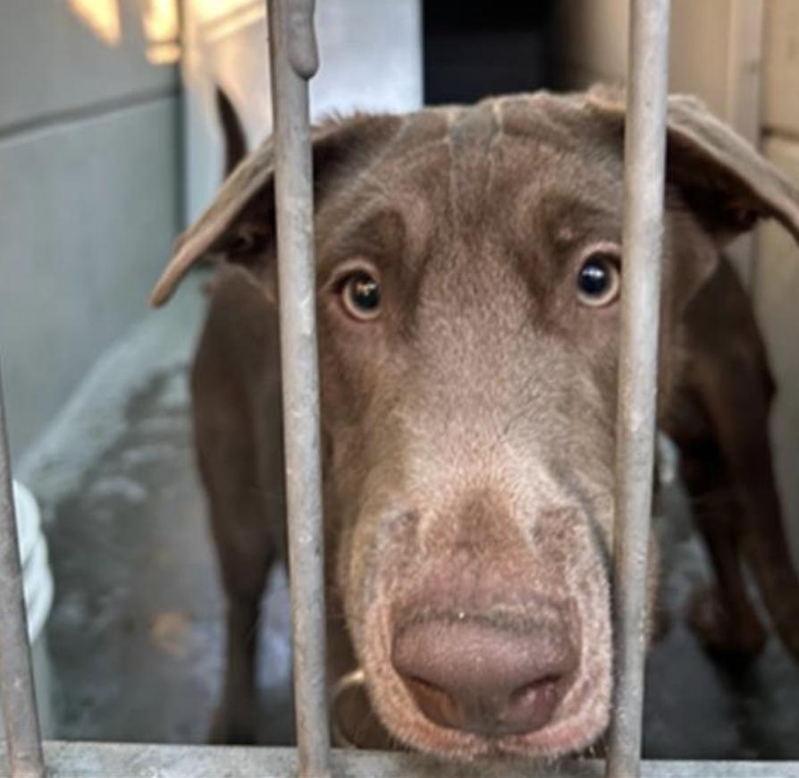Dog found Pasadena Humane